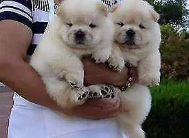 cucciolo di chu chu perfettissimi originalissimi