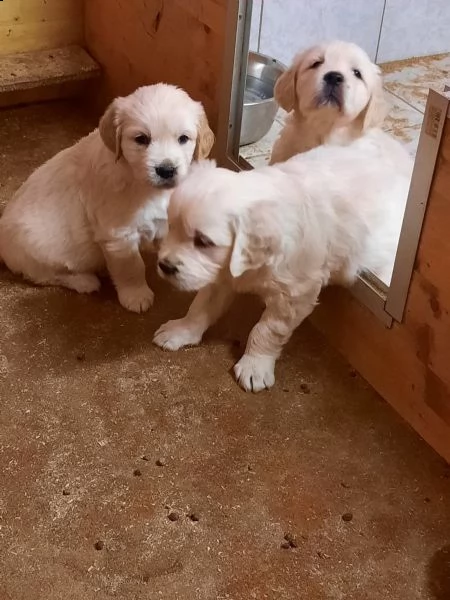 cuccioli di golden retriever pronti per nuove case  | Foto 2