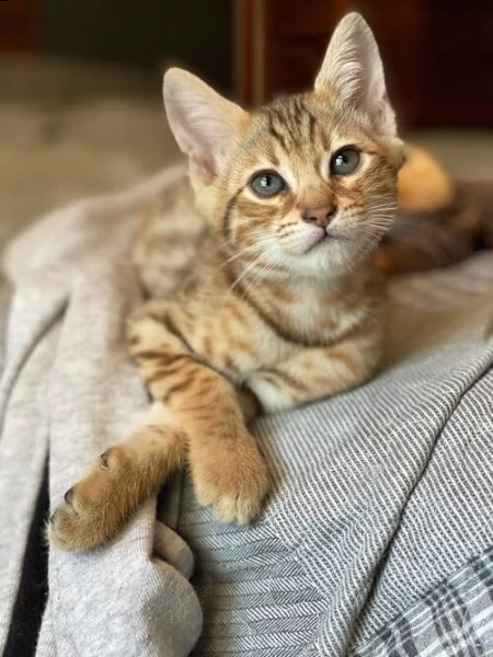 vendita gattini di savannah f1 e gattini bengala  maschi e femmine disponibili