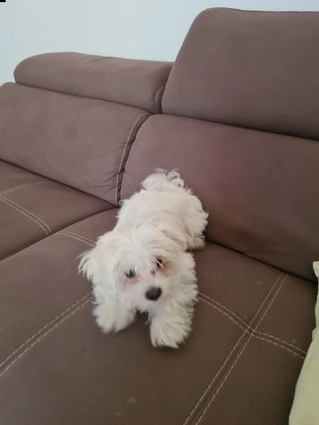 maltese femmina 3 mesi  | Foto 2