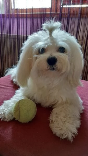 maltese femmina 3 mesi  | Foto 1