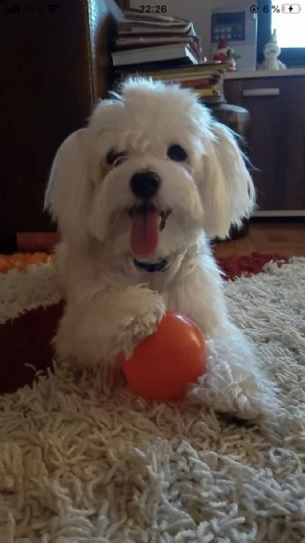 maltese femmina 3 mesi  | Foto 0