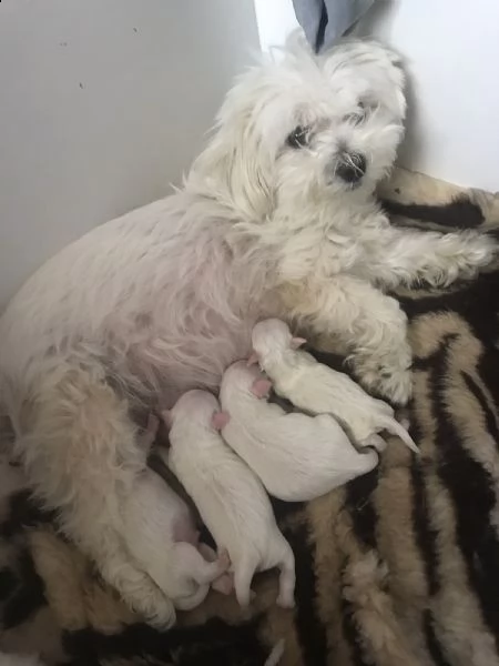 maltese femmina 3 mesi 