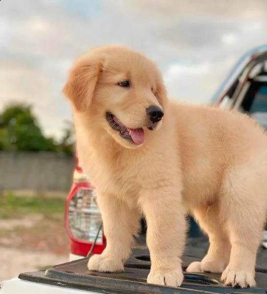 abbiamo bellissimi cuccioli di golden retriever che sono pronti per andare in case amorevoli con un 