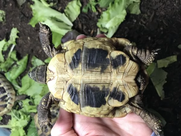 vendo tartarughe da terra testudo hermanni | Foto 5