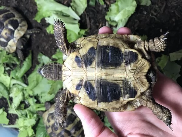 vendo tartarughe da terra testudo hermanni | Foto 3