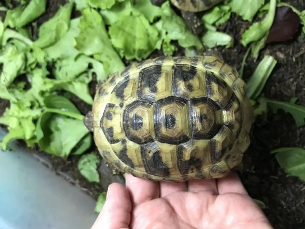 vendo tartarughe da terra testudo hermanni | Foto 2