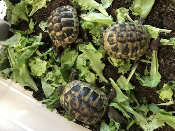 vendo tartarughe da terra testudo hermanni | Foto 0