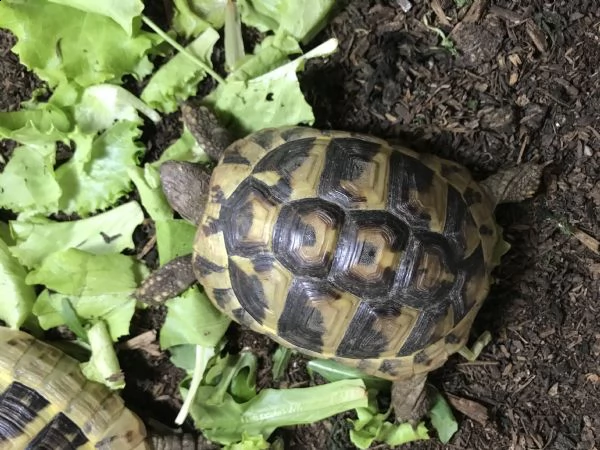 vendo tartarughe da terra testudo hermanni  | Foto 3