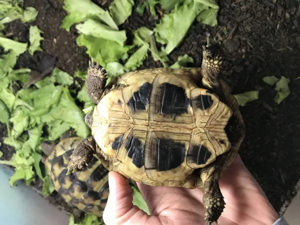 vendo tartarughe da terra testudo hermanni  | Foto 2