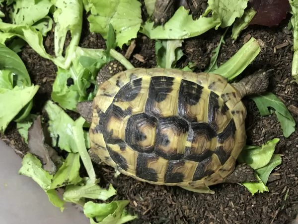 vendo tartarughe da terra testudo hermanni  | Foto 1