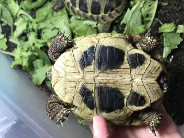 vendo tartarughe da terra testudo hermanni  | Foto 0