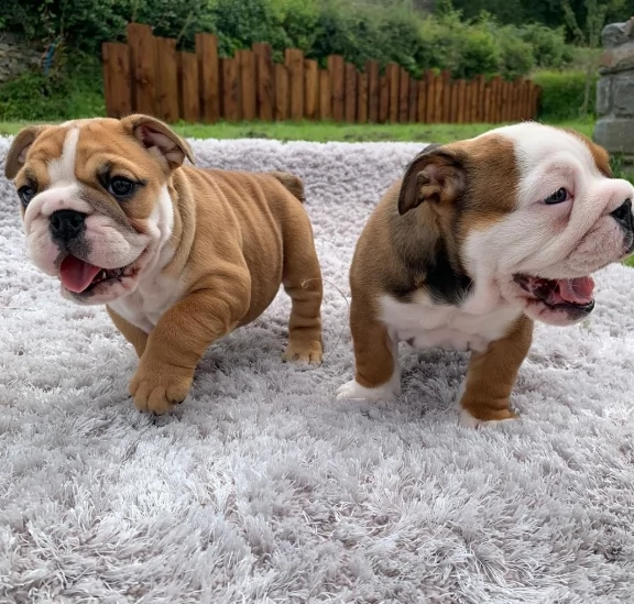 bulldog inglese cuccioli maschio e femmina | Foto 0