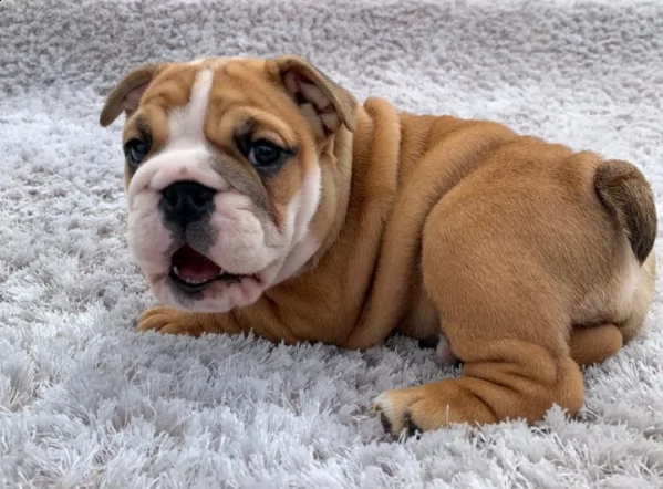 bulldog inglese cuccioli maschio e femmina