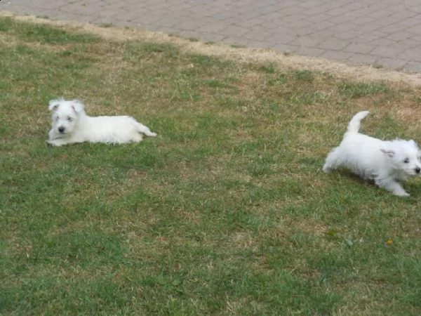 dolcissimo west highland white terrier | Foto 1