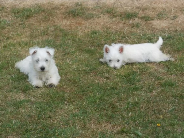 dolcissimo west highland white terrier | Foto 0