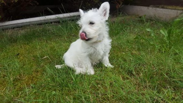 dolcissimo west highland white terrier