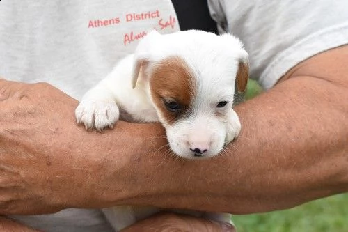 regalo jack russell terrier