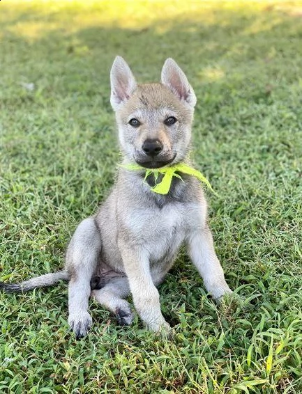 cuccioli lupo cecoslovacco razza pura