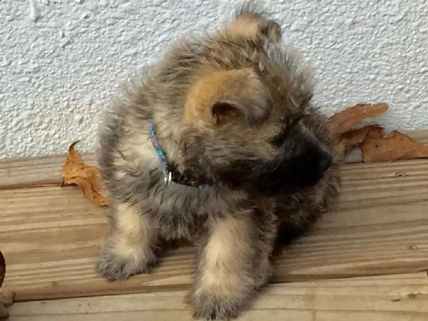 cuccioli di cairn terrier maschio e femmina 
