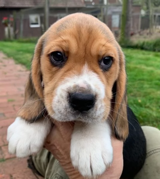 beagle  | Foto 5