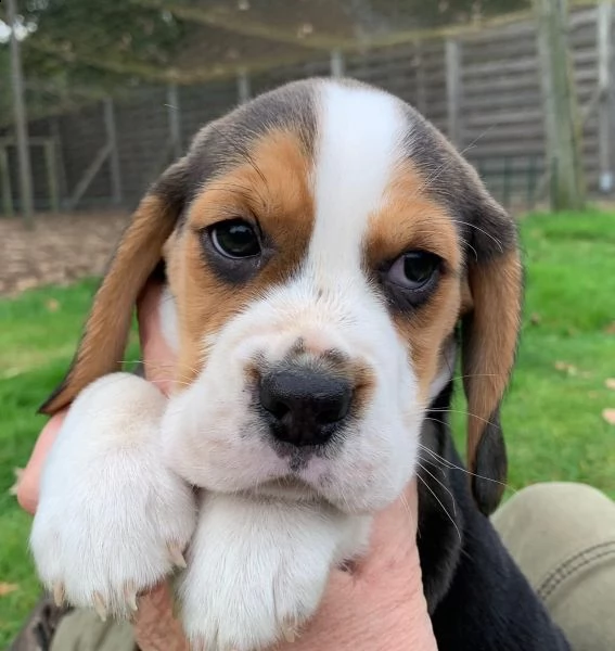 beagle  | Foto 4
