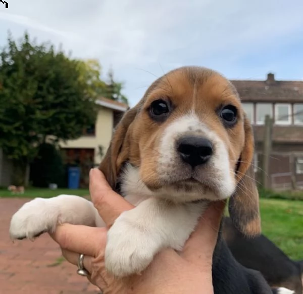 beagle 