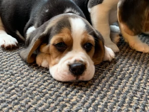 beagle  | Foto 3