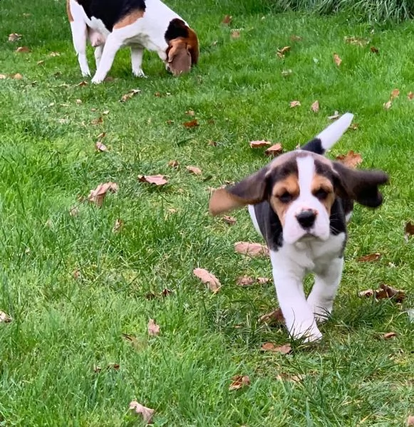 beagle  | Foto 2