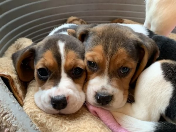 beagle  | Foto 1
