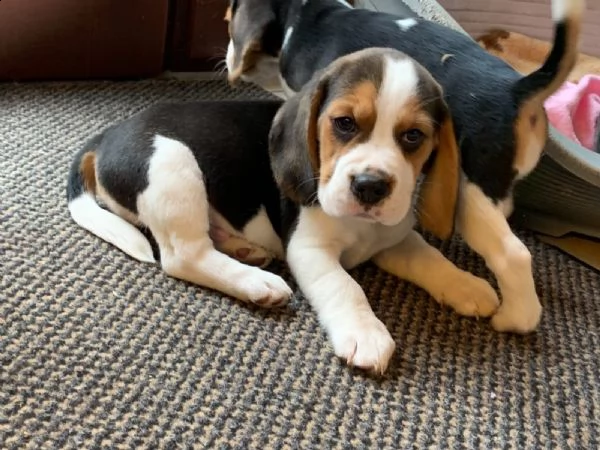 beagle  | Foto 0