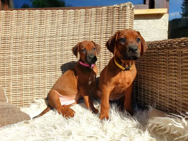 splendidi cuccioli di rhodesian ridgeback con pedigree | Foto 4