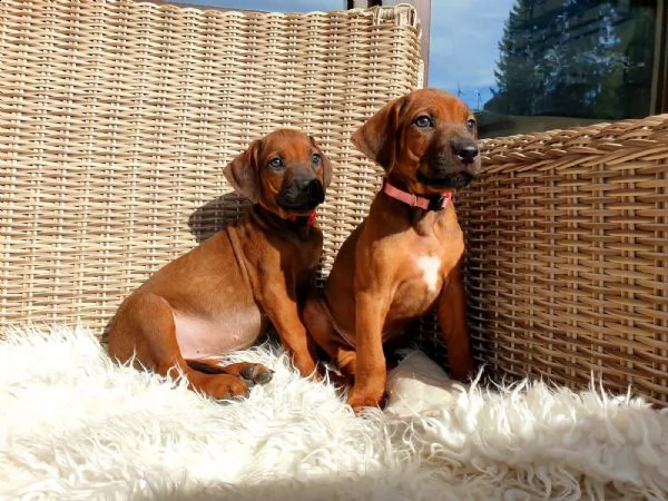 splendidi cuccioli di rhodesian ridgeback con pedigree | Foto 3