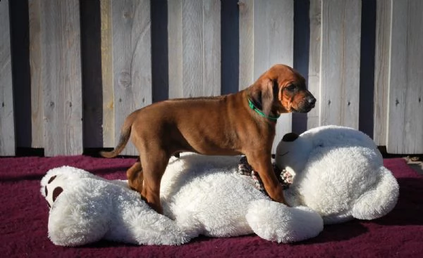 splendidi cuccioli di rhodesian ridgeback con pedigree