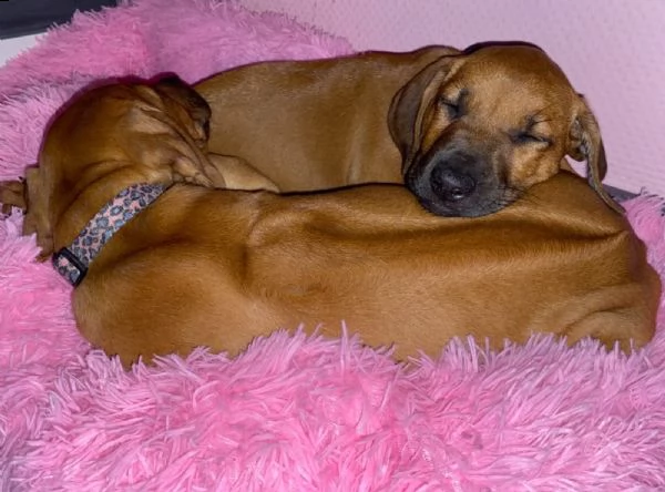 splendidi cuccioli di rhodesian ridgeback con pedigree | Foto 2