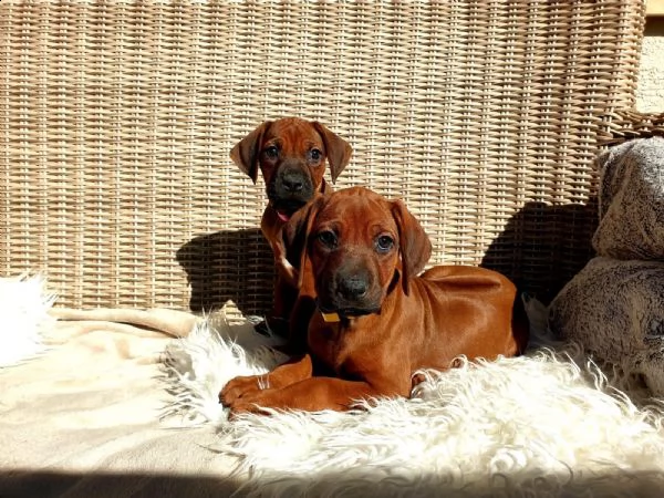 splendidi cuccioli di rhodesian ridgeback con pedigree | Foto 1