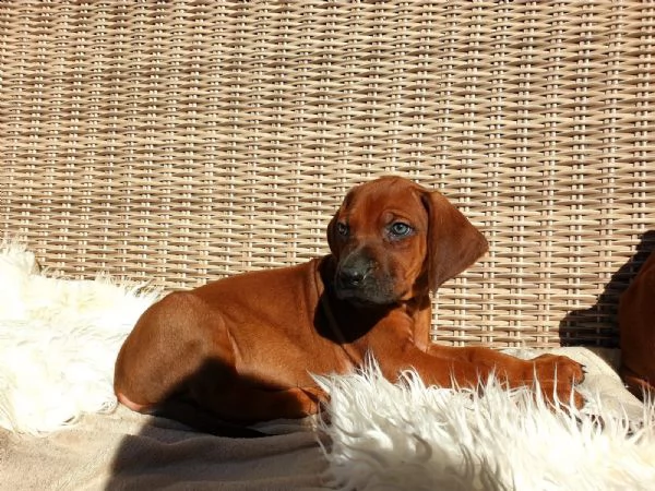 splendidi cuccioli di rhodesian ridgeback con pedigree | Foto 0