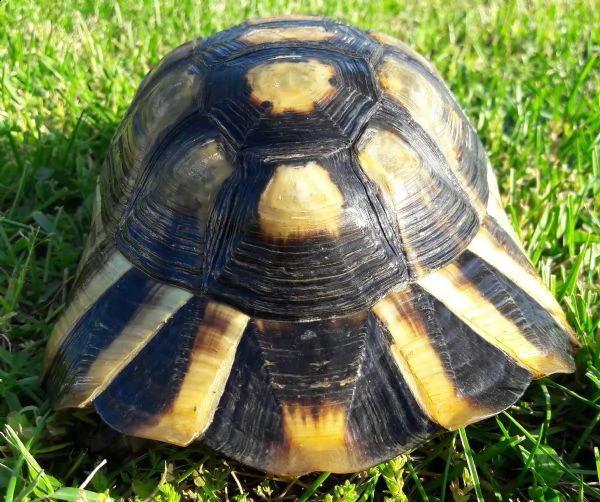 tartaruga marginata maschio 2013