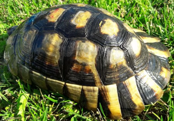 tartaruga marginata maschio 2013 | Foto 3