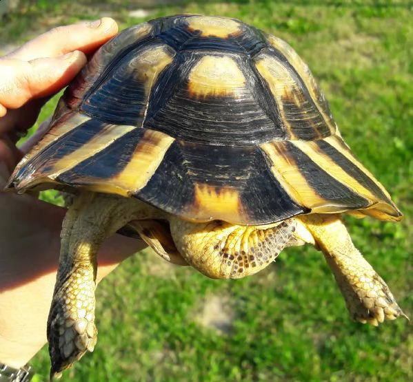 tartaruga marginata maschio 2013 | Foto 0