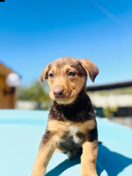 clio cerca casa  | Foto 1