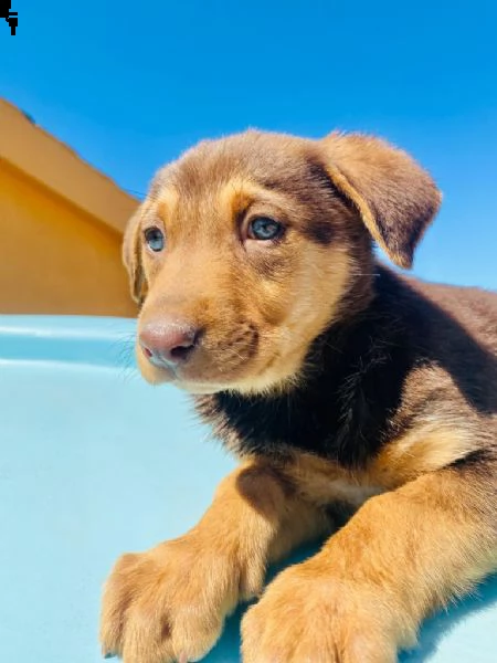 clio cerca casa 