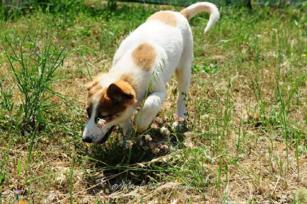allegra cucciola taglia grande ( mix asia centrale) | Foto 3