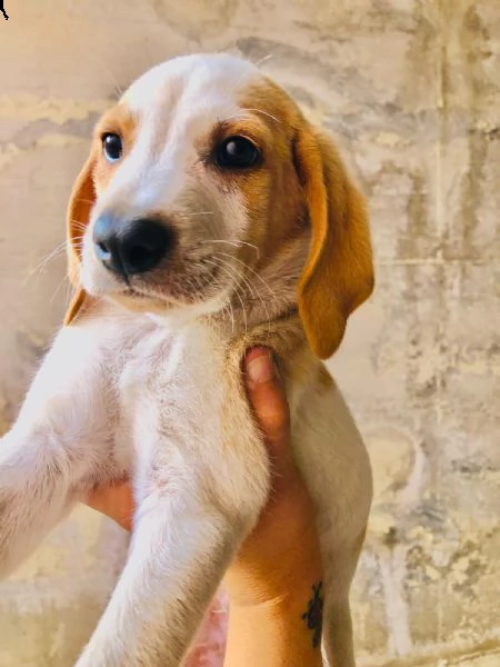 cuccioli simil segugio/ beagle  | Foto 4