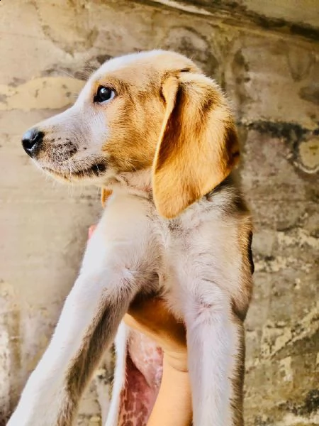 cuccioli simil segugio/ beagle  | Foto 2