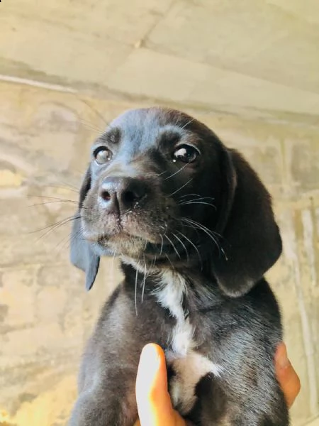 cuccioli simil segugio/ beagle 