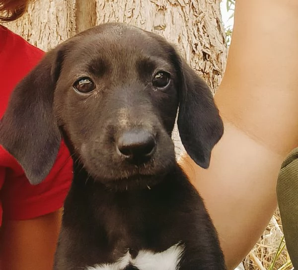 cuccioli simil segugio/ beagle  | Foto 1