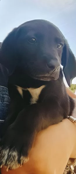 cuccioli simil segugio/ beagle  | Foto 0