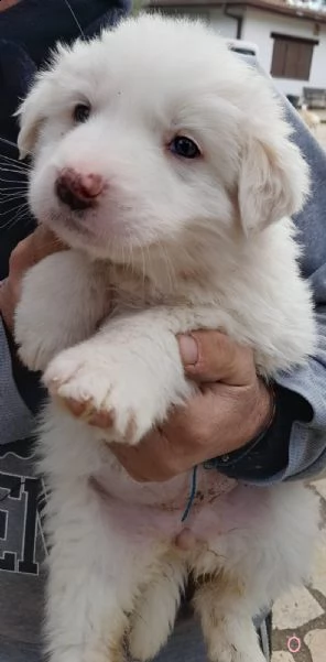 cuccioli di maremmano di 50 giorni 
