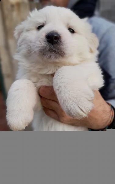 cuccioli di maremmano di 50 giorni  | Foto 3